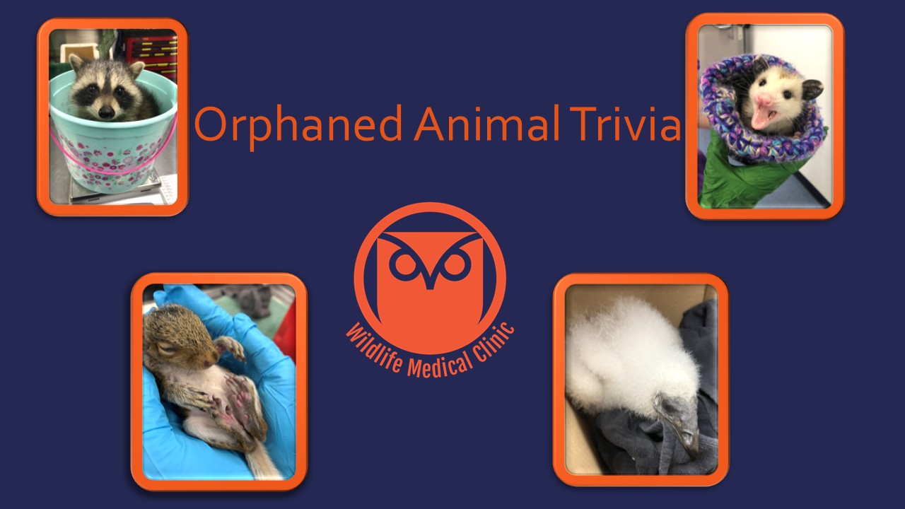 Title slide for Orphan animal trivia that was done on a recent visit to CiLiving.