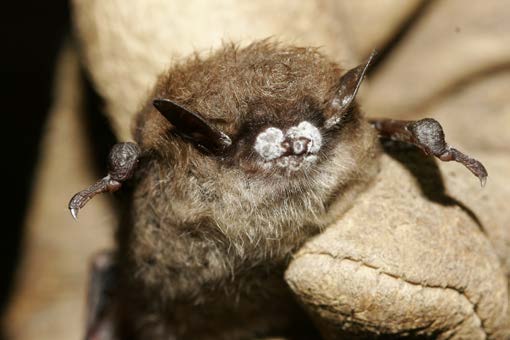 Bat with white nose syndrome