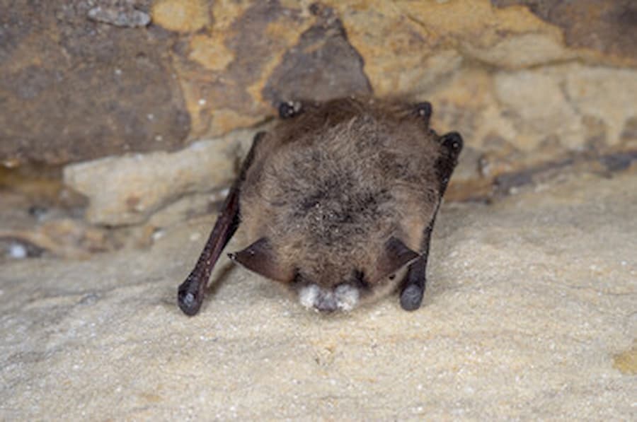 Bat with white muzzle indicating signs of white nose syndrome
