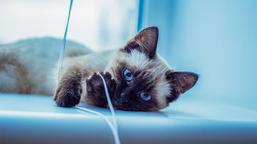 Siamese cat lying in front of a window