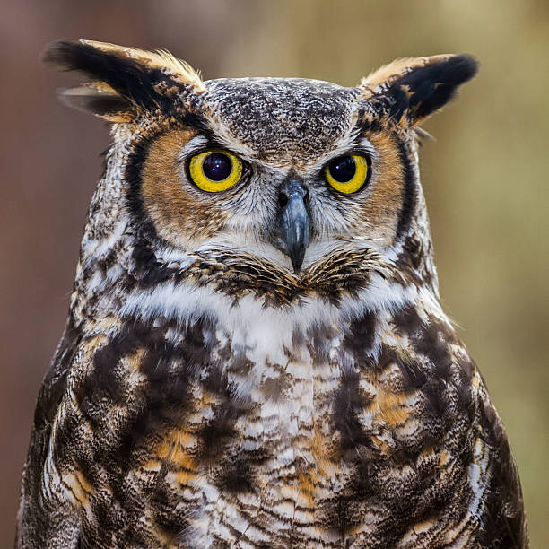 Close up of a Great Horned Owl.