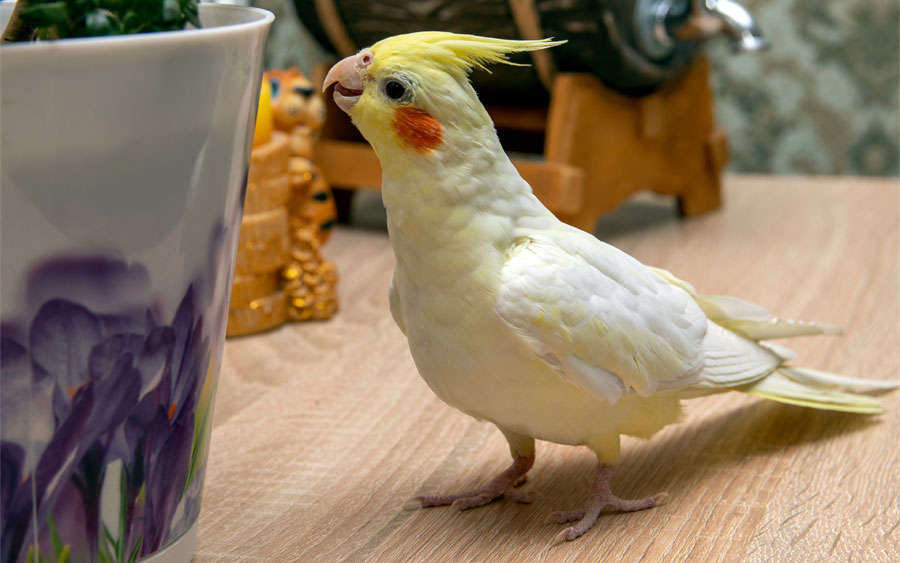 a cockatiel stands on a table with objects