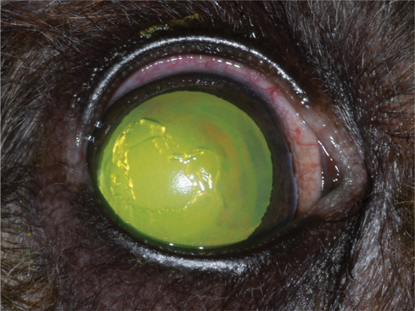 An indolent ulceration