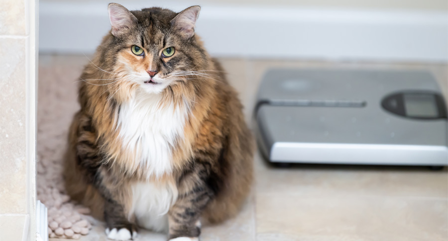 fat cat sitting near scale scowls at camera