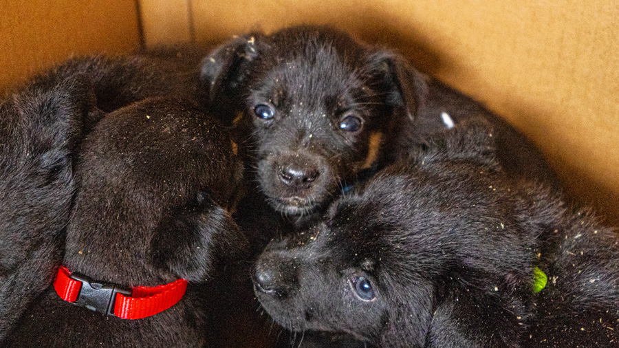 Brown puppies sitting crowded in a cardboard box together