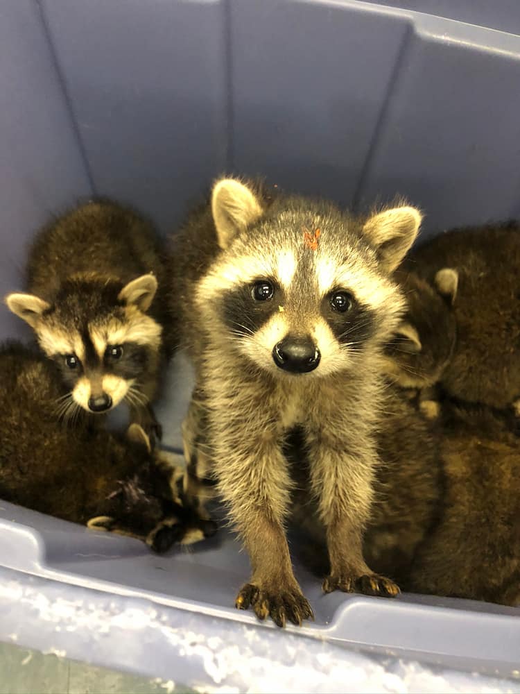 Tub of raccoons with one standing up.