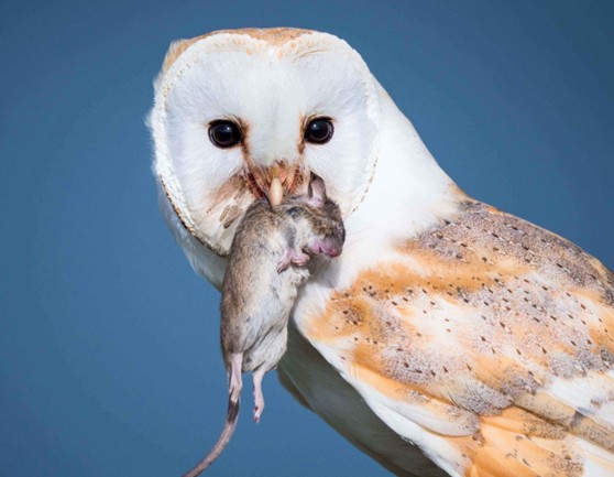 Barn Owl holding a dead mouse in its beak.