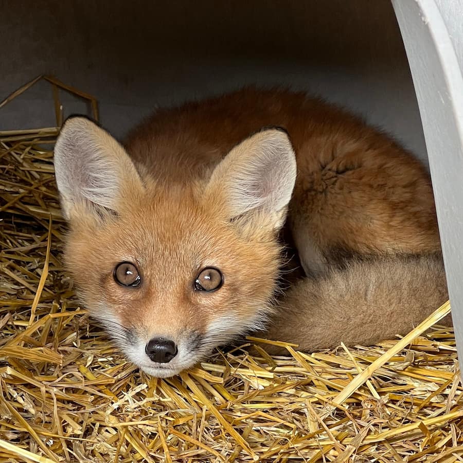 Red Fox curled up in a hide box, laying on straw.