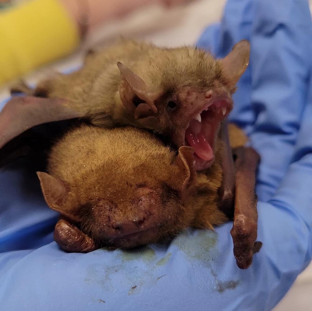 Two bats on a gloved hand. One is sleeping and one is yawning.