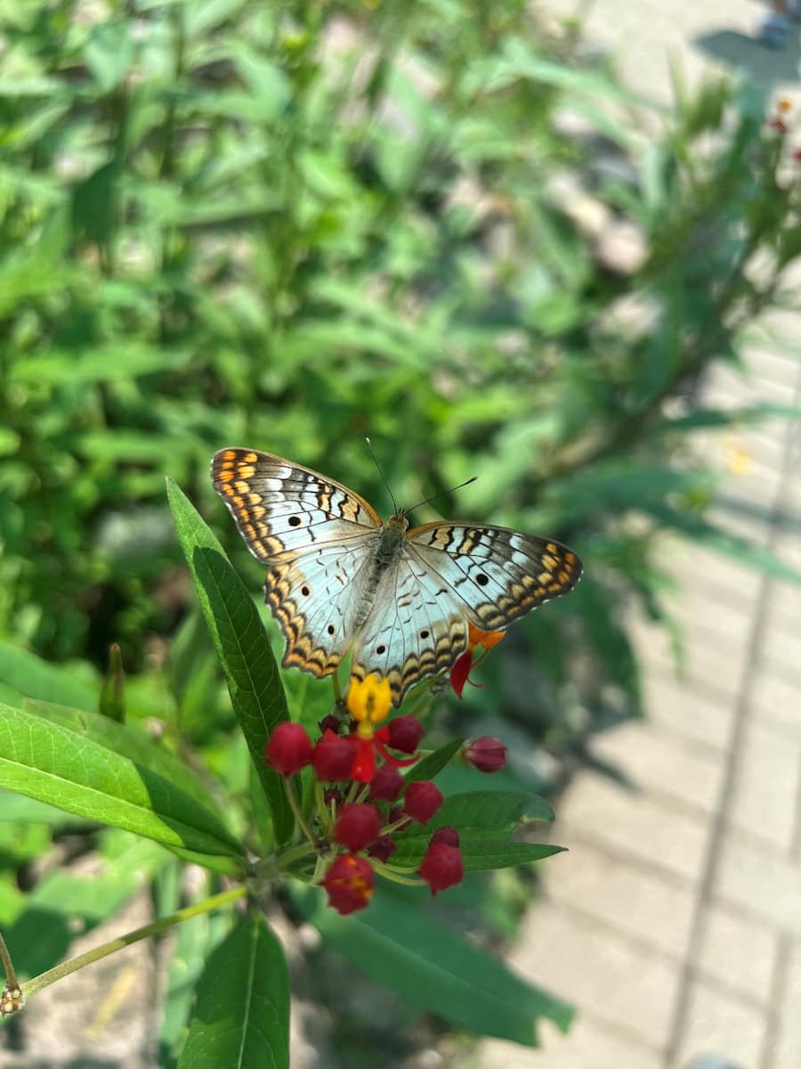 White peacock butterfly on a flower.