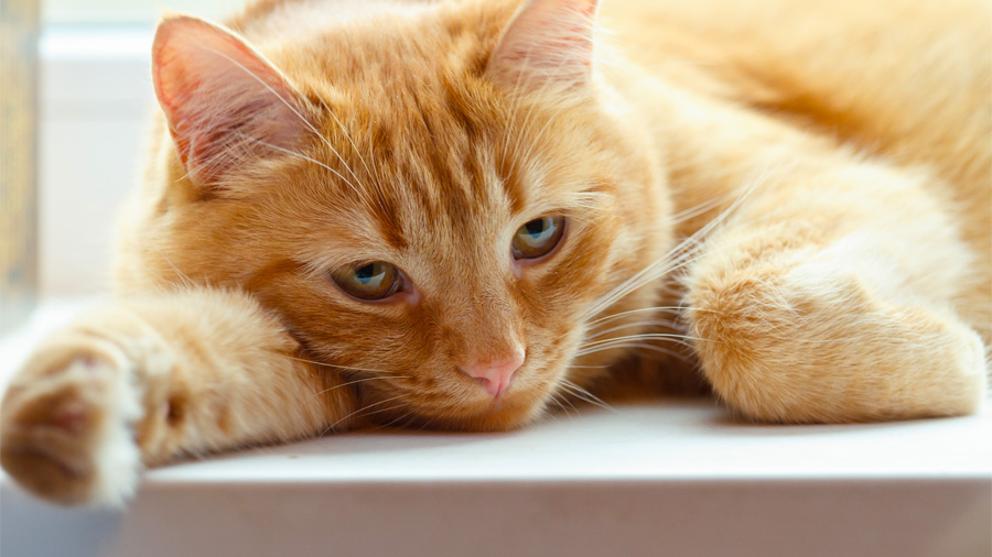 closeup of orange tabby cat