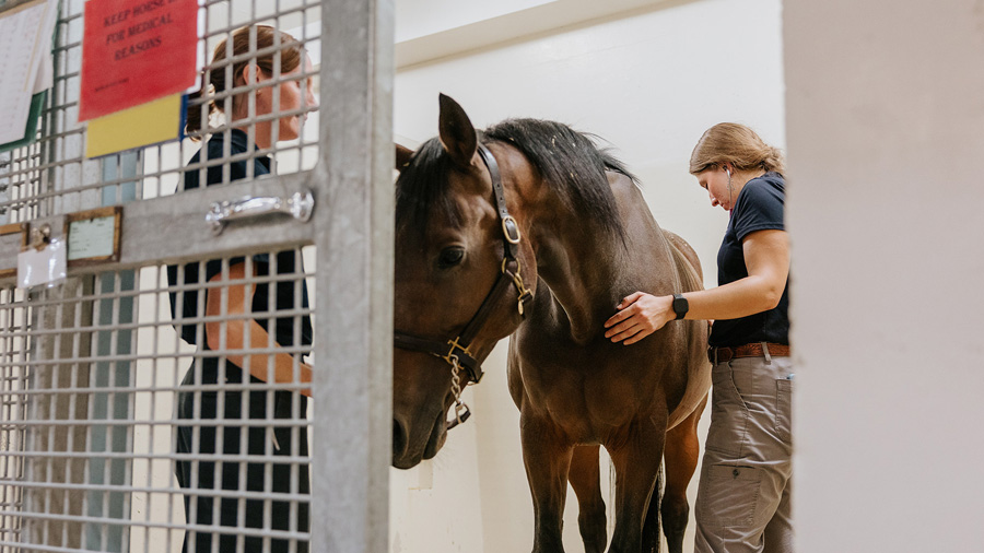 veterinarians attend to horse in stall