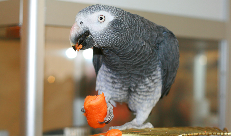 gray parrot eating a carrot