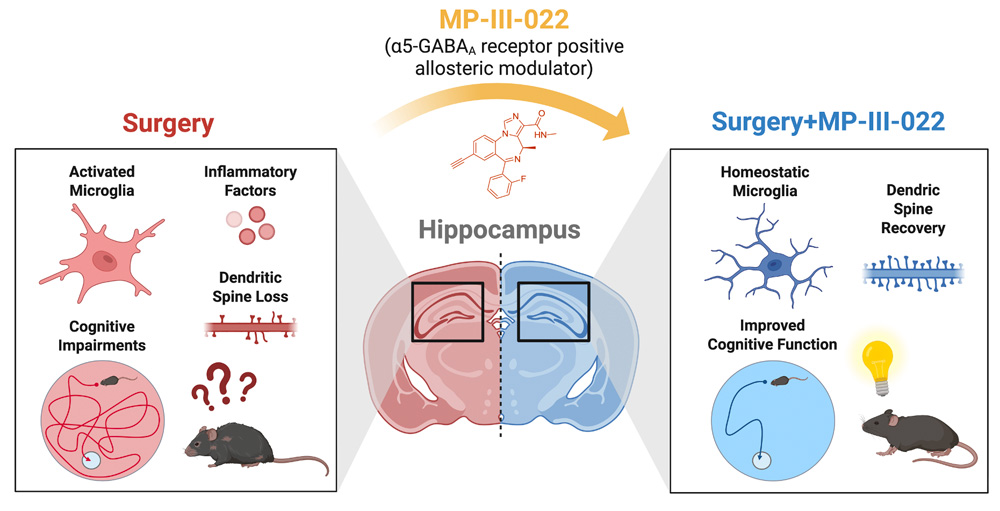 Illustration showing effects of surgery on control mouse model vs. mouse model given MP-III-022