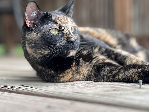 cat laying on a deck