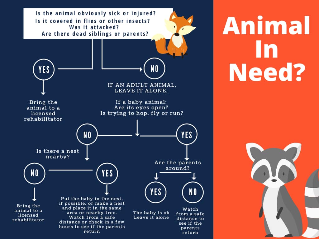 Chart helping to determine whether wildlife needs brought into a rehabilitator or not.