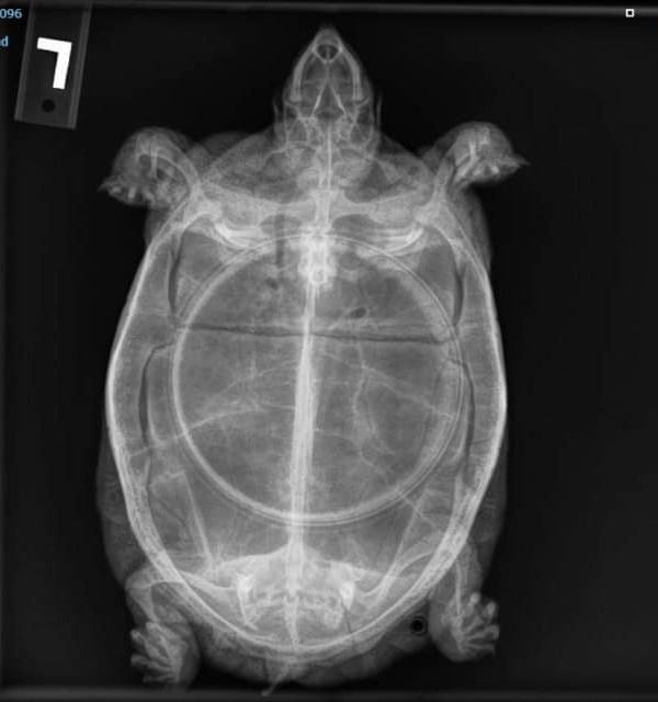 Box Turtle radiograph