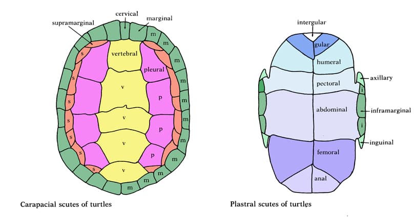 Drawing of a Carapace (top) vs Plastron (Bottom) for turtle shells.
