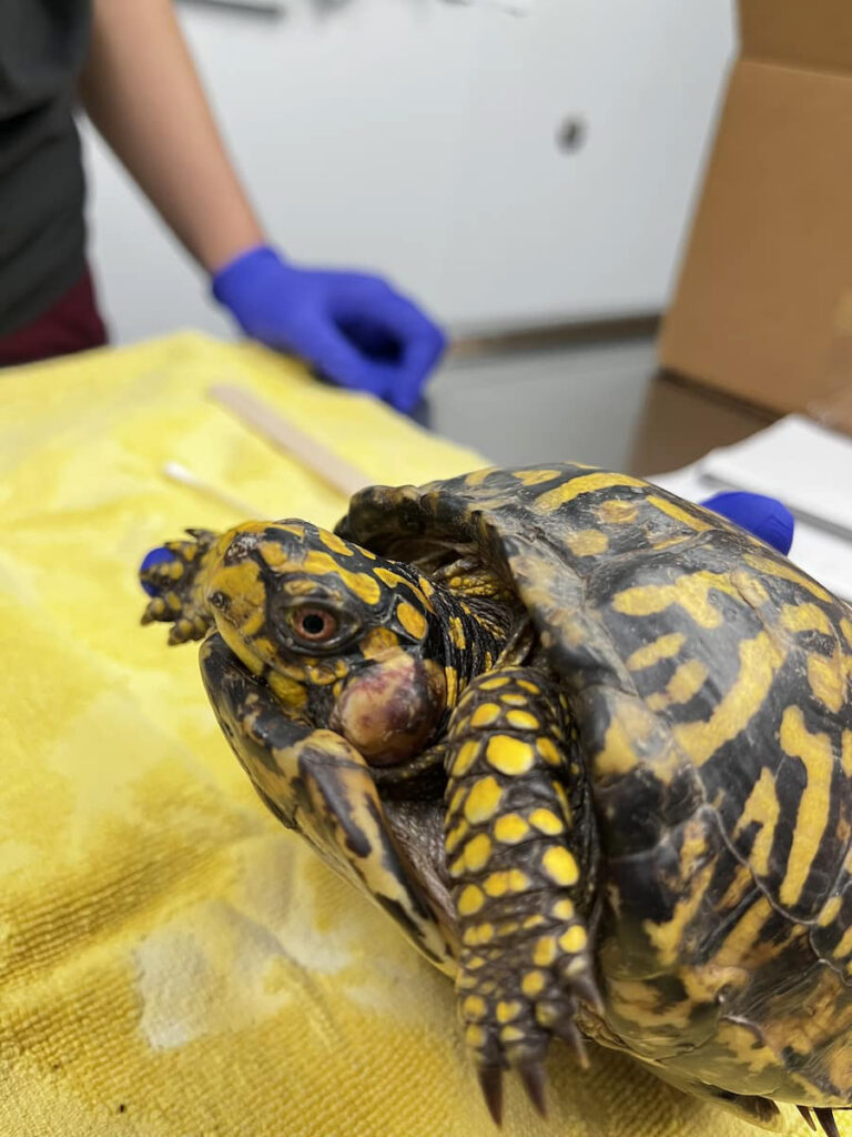 Eastern box turtle with an aural abscess on left side of face.