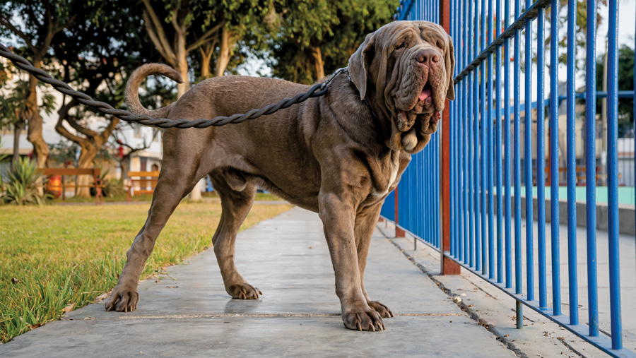 large breed dog outside near blue fence