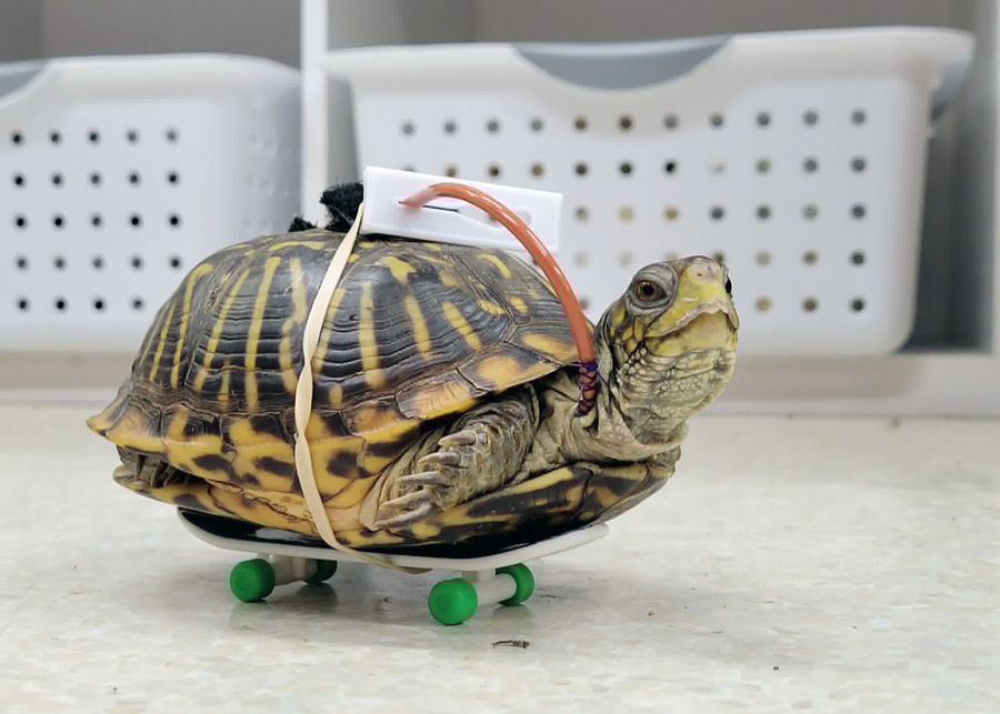 Oneida the box turtle on wheels for recovery