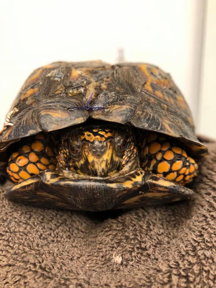 Eastern Box Turtle tucked in its shell. Can see wire on shell, repairing cracks.