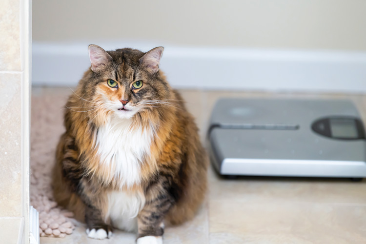 fat cat next to scale