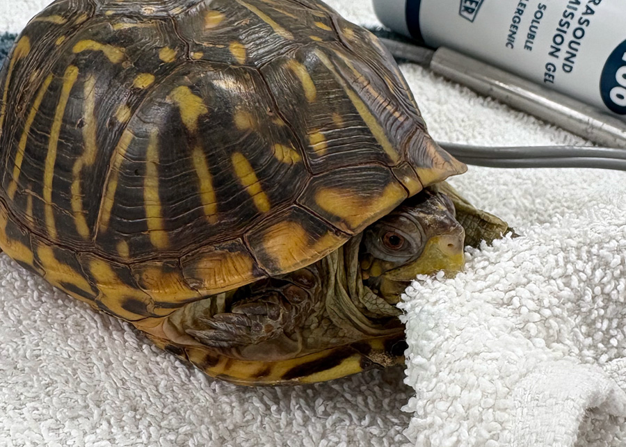 closeup portrait of Oneida the box turtle