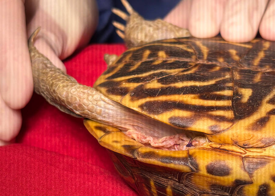 closeup of surgical site after suture