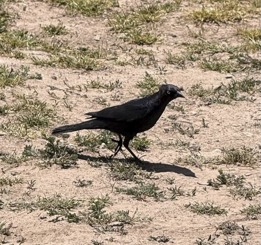Brewer's blackbird walking on sandy ground.