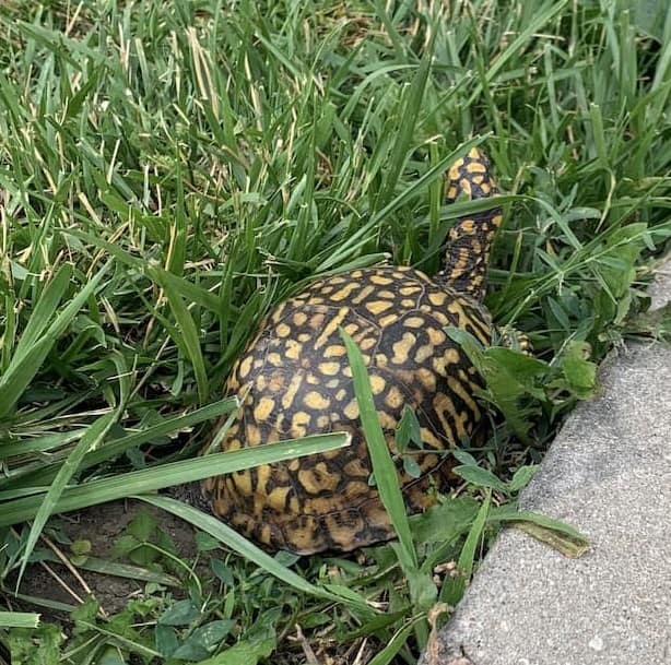 Eastern Box Turtle exploring outside next to a side walk.