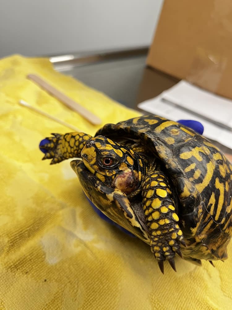 Eastern Box Turtle sitting on an exam table. Aural abscess visible on left side of head.