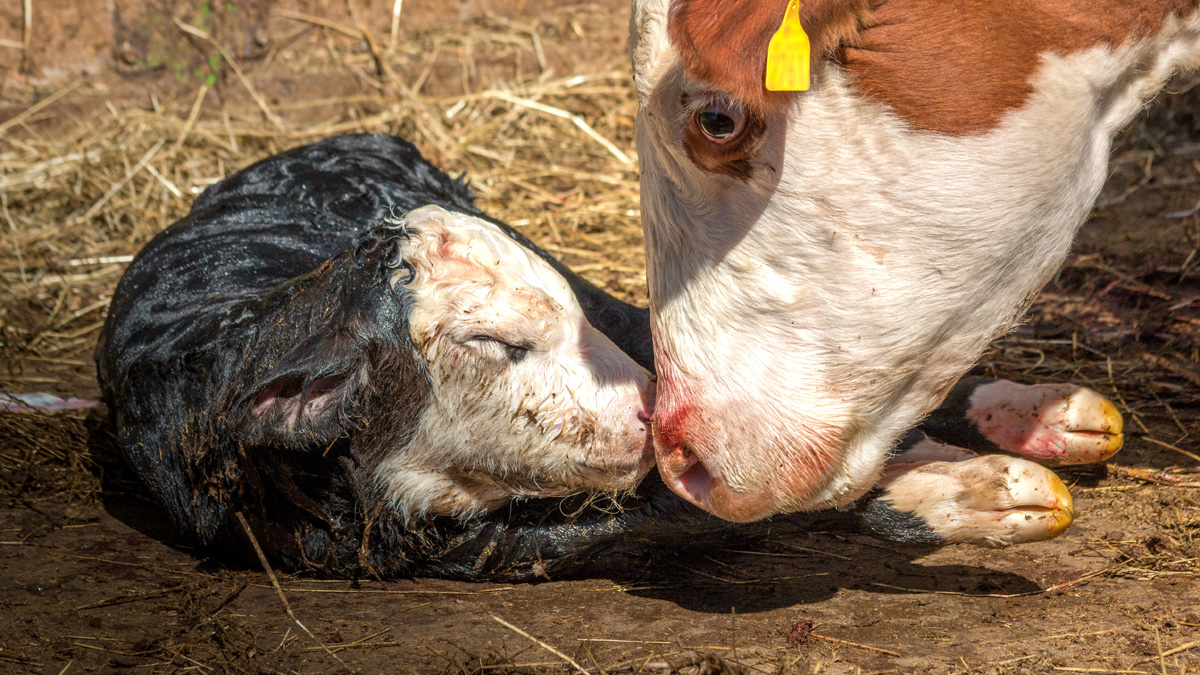 newborn calf with mother