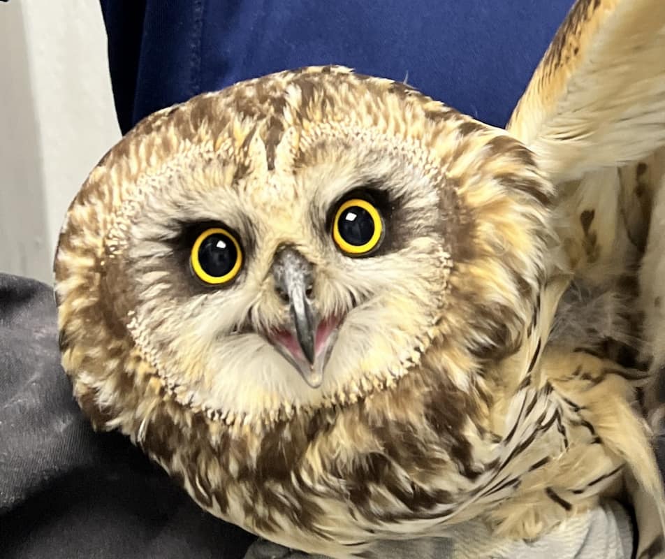 Short-eared owl up close.