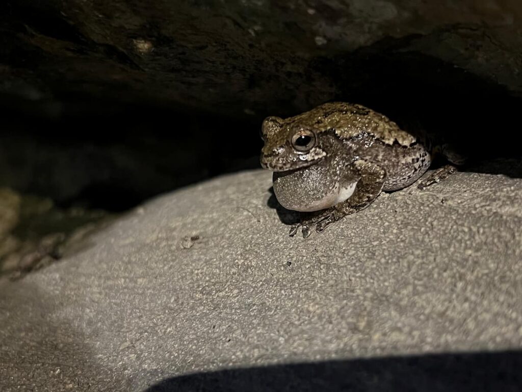Gray tree frog calling on a rock.