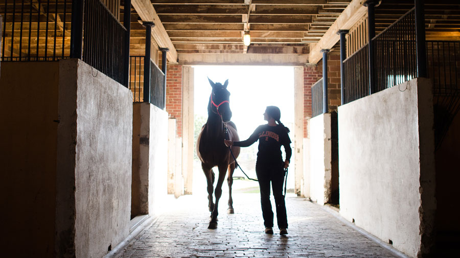 horse and Illinois student enter barn on horse farm