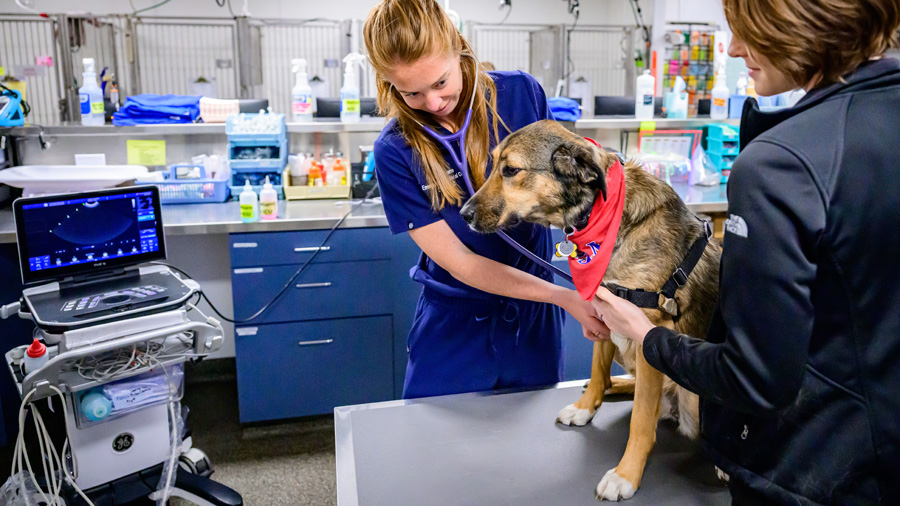 Dr. Katie Gane examines a dog