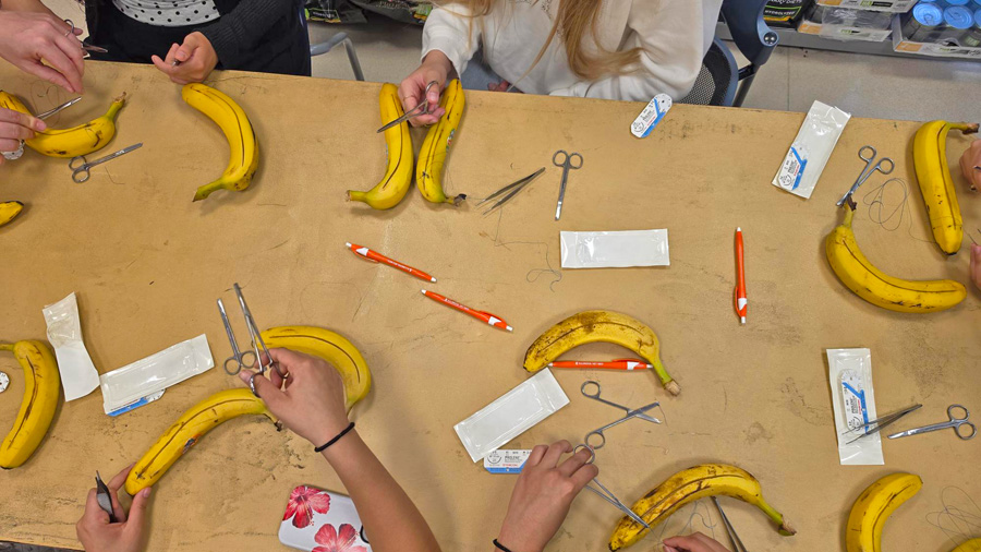 bananas used for suture wet lab