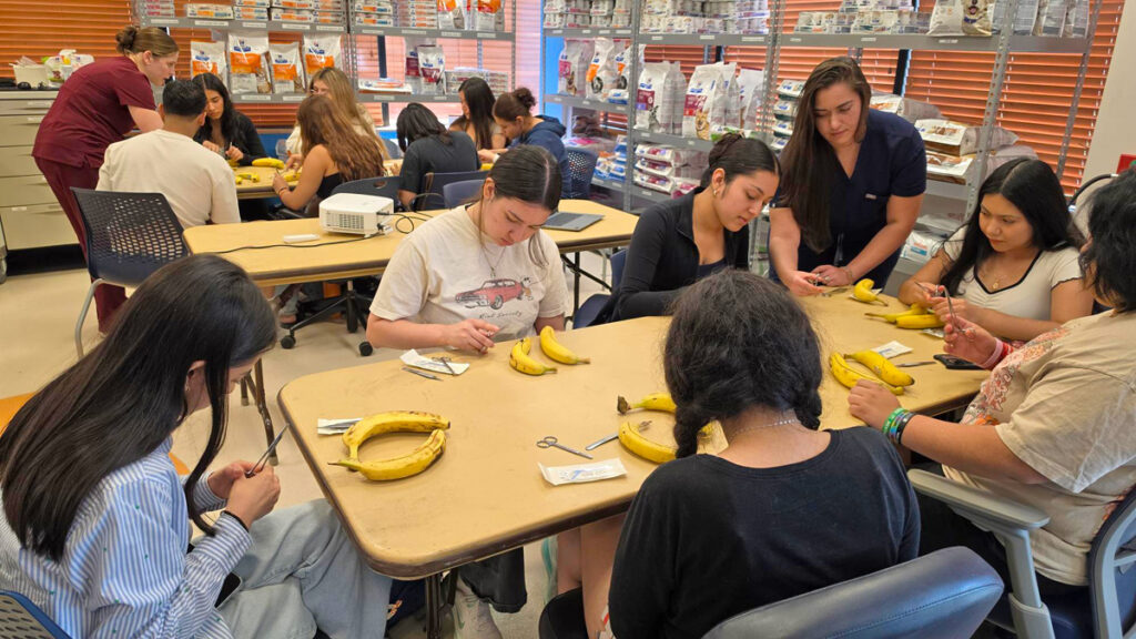 Wet lab participants suture bananas