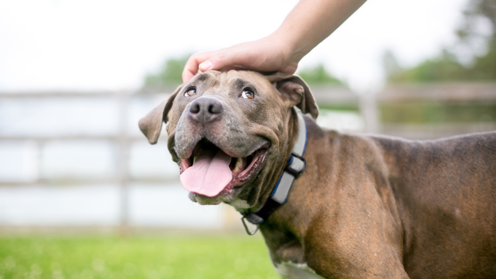pit bull being pet on the head