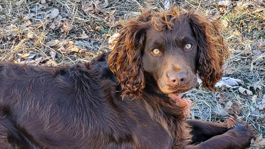Jessie, a Boykin spaniel