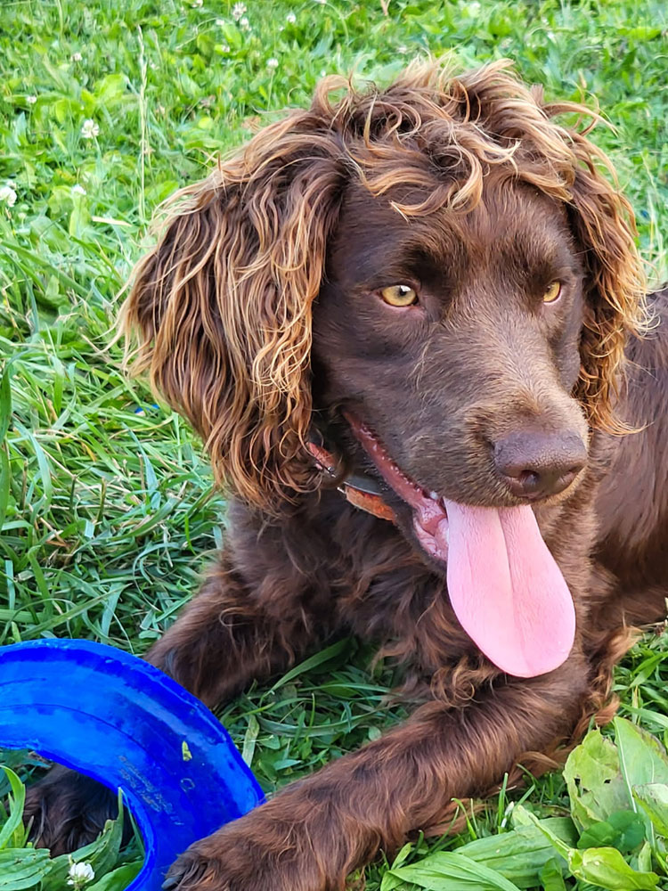 Jessie, a Boykin spaniel