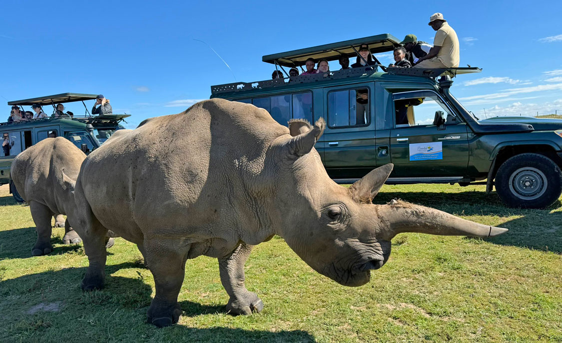two white rhinos in Kenya with Illinois contingent