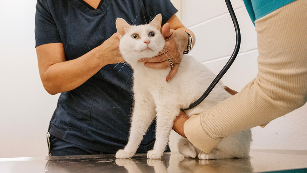 a white cat on an exam table