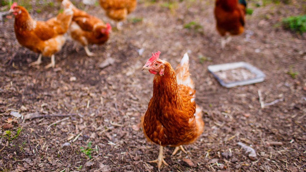 Chickens outdoors