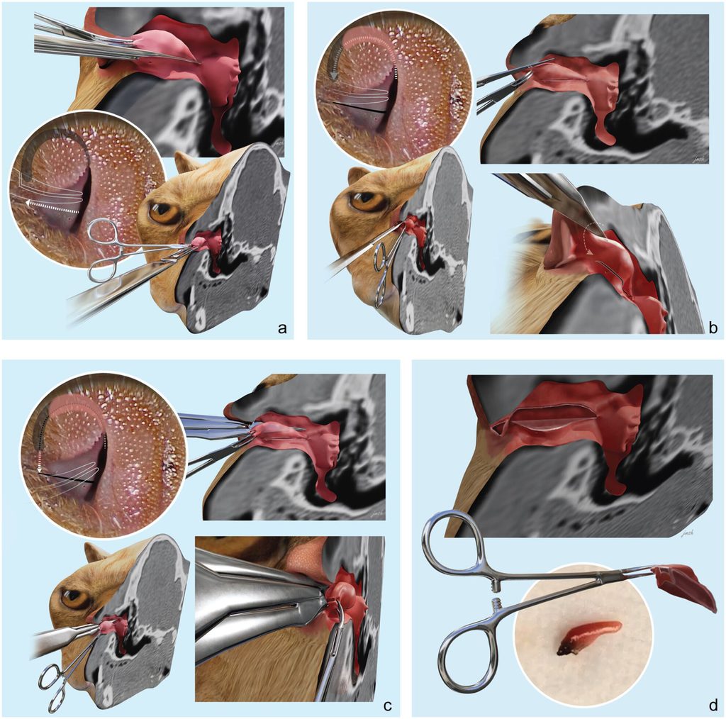 Illustration of four stages of ala vestibuloplasty, a surgical procedure to improve breathing in cats