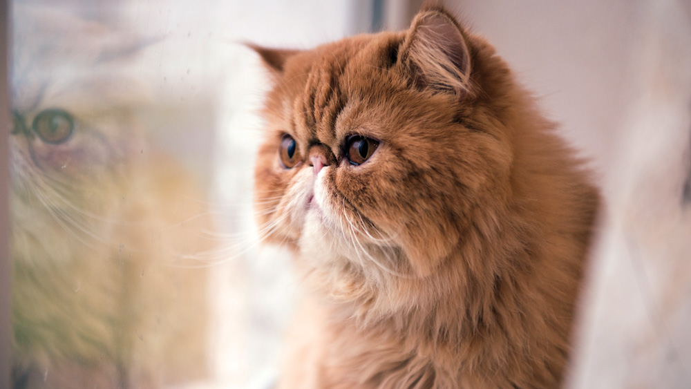 Persian cat looking out window