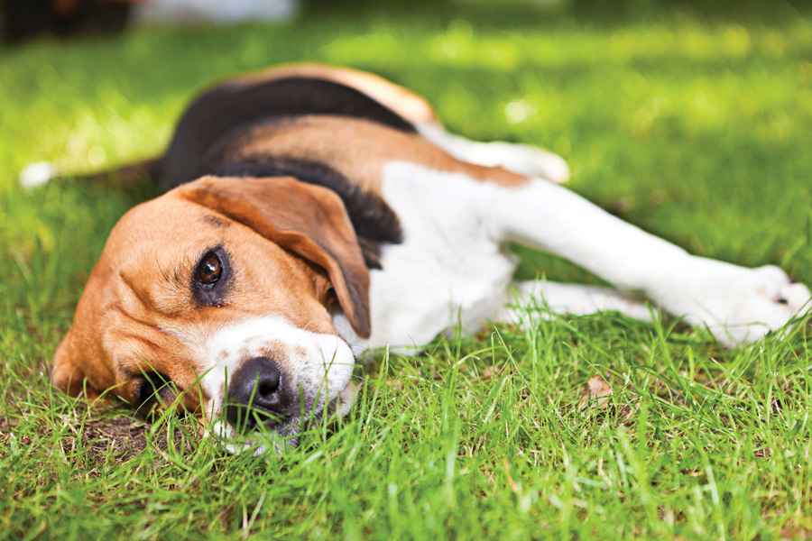 beagle lying on its side in grass