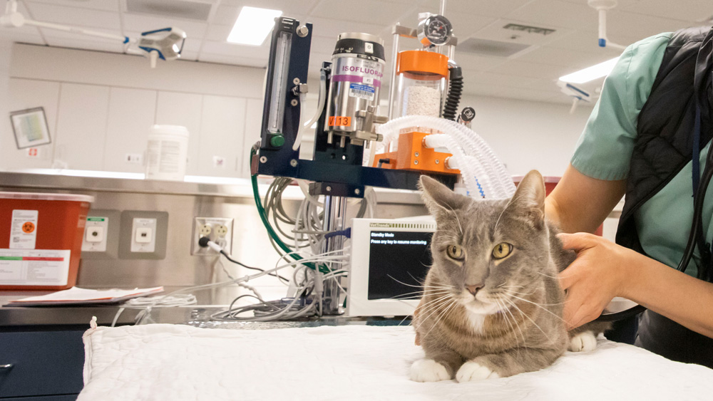 cat in pre-op area with anesthesia machine